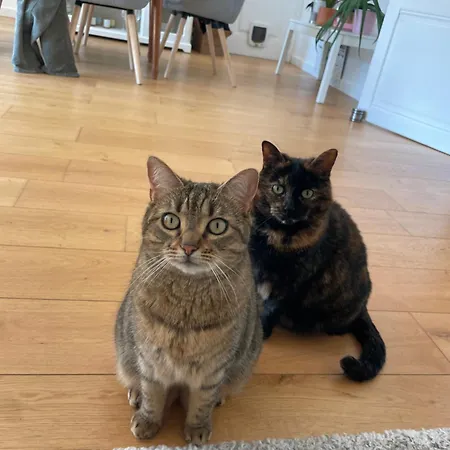Maison & Ses 2 Chats