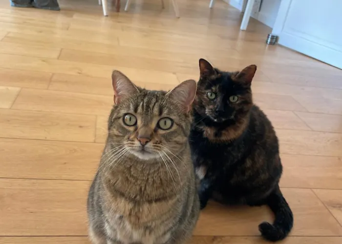 Maison & Ses 2 Chats